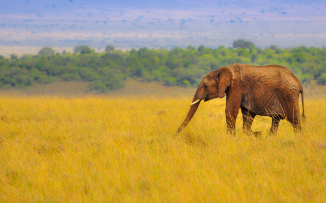 2048x1430 pix. Wallpaper elephant, savanna, africa, grass, nature, animals