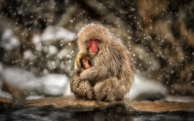 1920x1280 pix. Wallpaper japanese macaque, macaca fuscata, snow monkey, winter, snow, animals, japan, nihonzaru