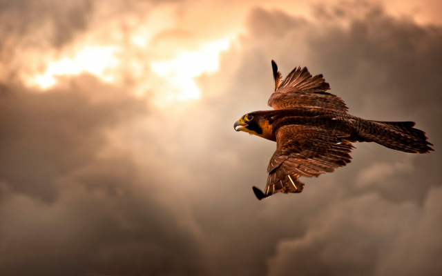 1920x1080 pix. Wallpaper falcon, animals, bird, flight, clouds