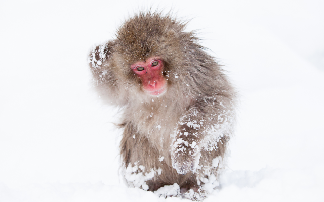 2048x1365 pix. Wallpaper monkey, animals, snow, winter, japanese macaque, snow monkey, nihonzaru