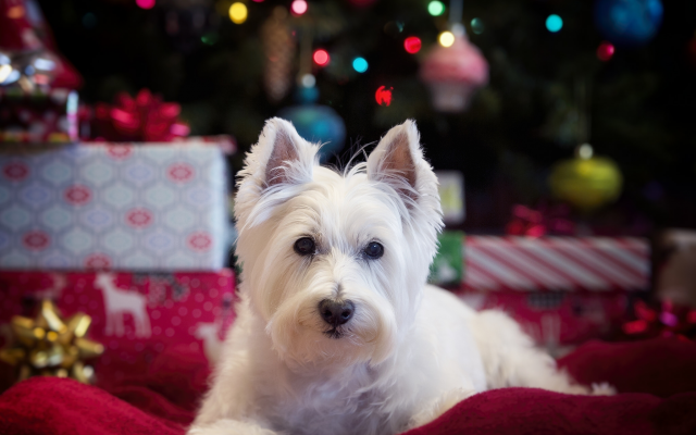 2048x1550 pix. Wallpaper west highland white terrier, dog, holidays, christmas, new year, animals