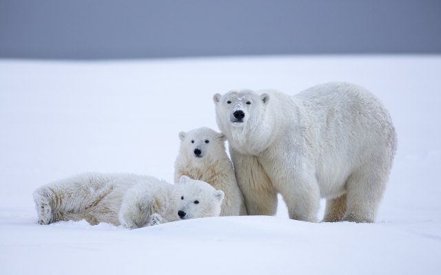 2048x1280 pix. Wallpaper polar bear, bear, snow, winter, family