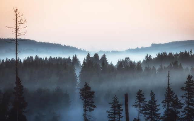 2560x1600 pix. Wallpaper morning, fog, forest, nature, landscape, pine tree