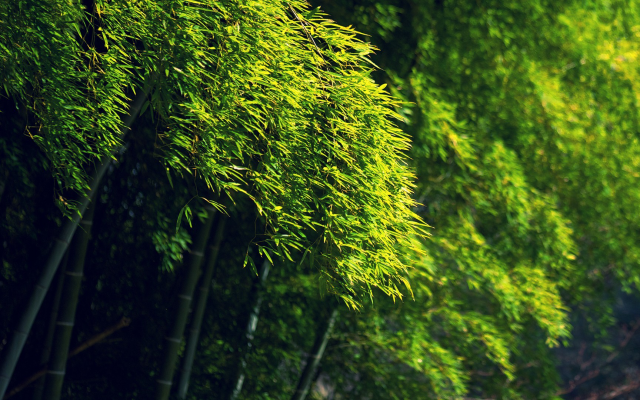 1920x1080 pix. Wallpaper bamboo, green, trees