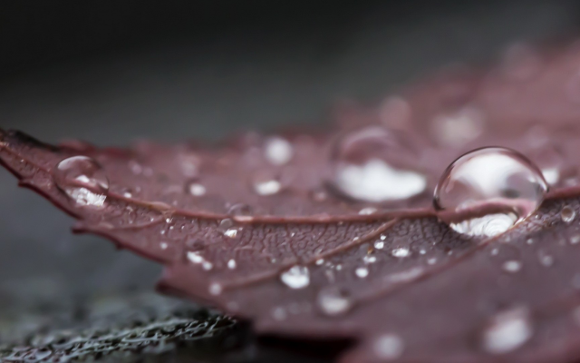 2560x1080 pix. Wallpaper leaf, dew, drop, water drop, macro, rain, nature