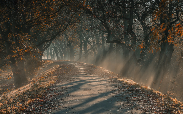 2048x1200 pix. Wallpaper sun rays, morning, sunlight, road, tree, fall, leaves, mist, fog, autumn, landscape, nature, germany