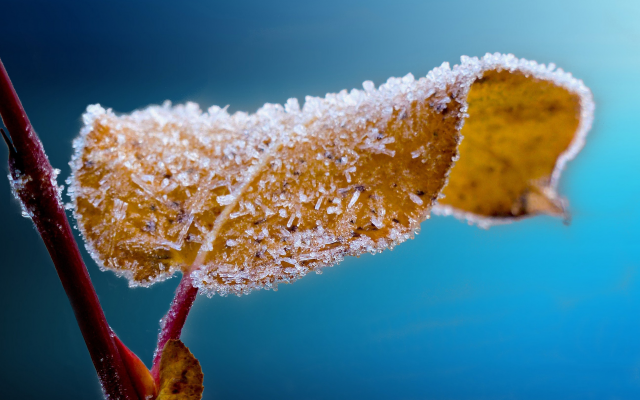 2880x1620 pix. Wallpaper frost, leaf, leaves, ice, macro, nature