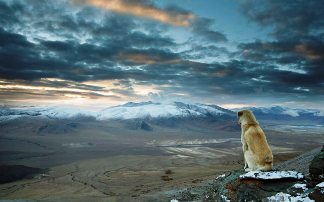 1920x1200 pix. Wallpaper himalaya, mountains, dog, animals, nature, clouds