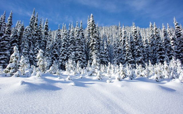 1920x1276 pix. Wallpaper winter, snow, drifts, tree, nature, landscape