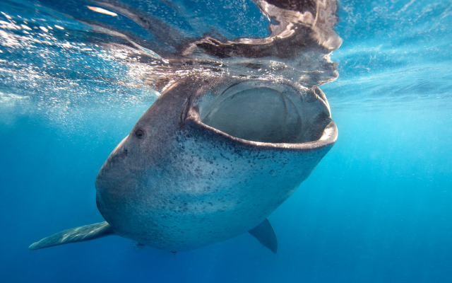 1920x1200 pix. Wallpaper shale shark, whale, underwater, animals