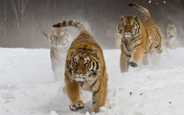 2500x1600 pix. Wallpaper siberian tiger, running, animals, big cat, winter, snow, tiger