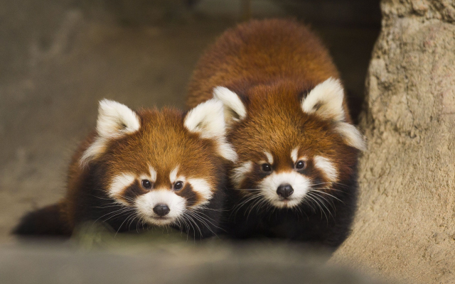 2764x1843 pix. Wallpaper red panda, animals, panda