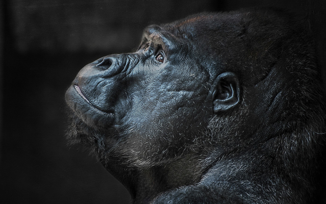 1920x1200 pix. Wallpaper gorilla, face, animals