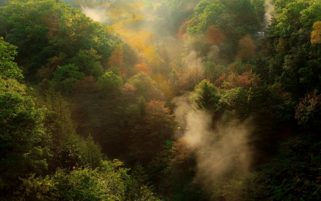 1920x1200 pix. Wallpaper nature, landscape, fall, forest, mountain, mist, morning, trees, sunrise