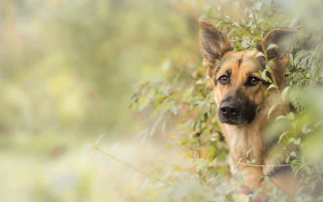2560x1556 pix. Wallpaper german shepherd, dog, animals