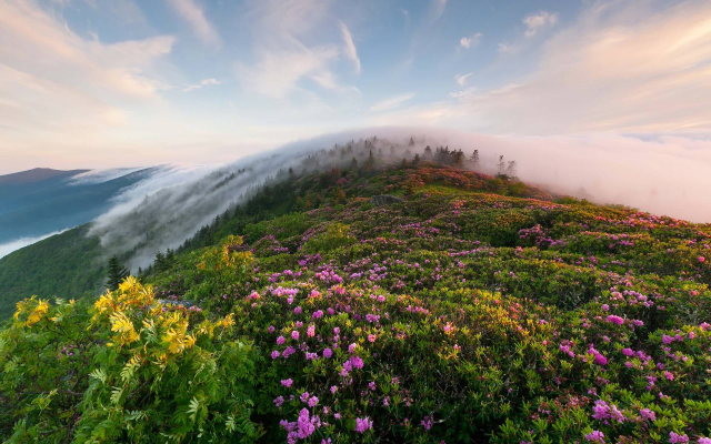 1920x1200 pix. Wallpaper fog, flowers, mountains, mist, nature