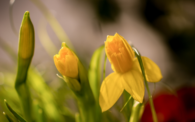 2048x1418 pix. Wallpaper daffodils, bud, sprong, macro, bokeh, flowers, nature
