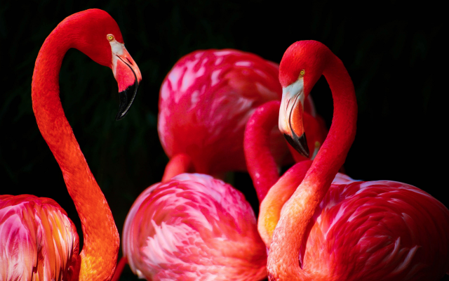 3840x2160 pix. Wallpaper flamingo, bird, animals