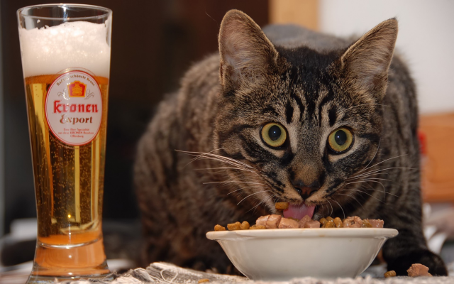 1920x1200 pix. Wallpaper cat, animals, food, beer