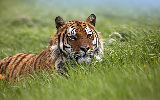 1920x1200 pix. Wallpaper tiger, nature, grass, animals
