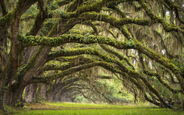 1920x1080 pix. Wallpaper nature, landscape, trees, branch, leaves, South Carolina, USA, forest, moss, grass, field