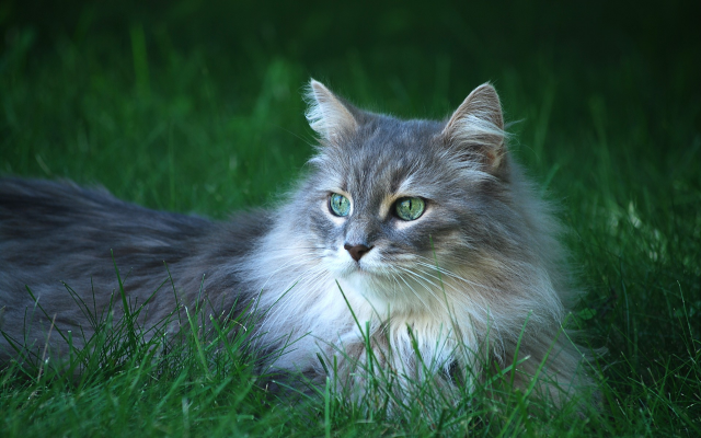1920x1200 pix. Wallpaper long hair cat, cat, grass, animals