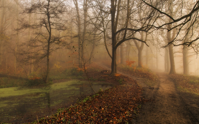 1920x1200 pix. Wallpaper nature, landscape, morning, fall, mist, park, trees, path, leaves, ponds, water