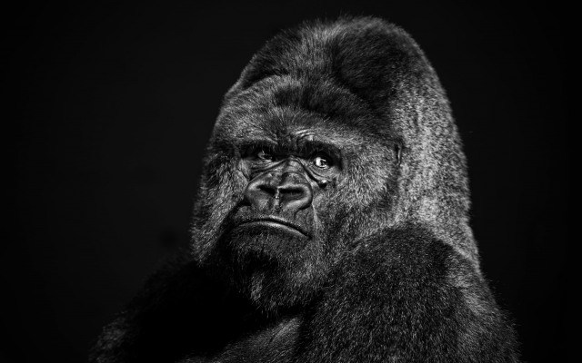 2500x1666 pix. Wallpaper gorilla, animals, face, giant gorilla, black gorilla