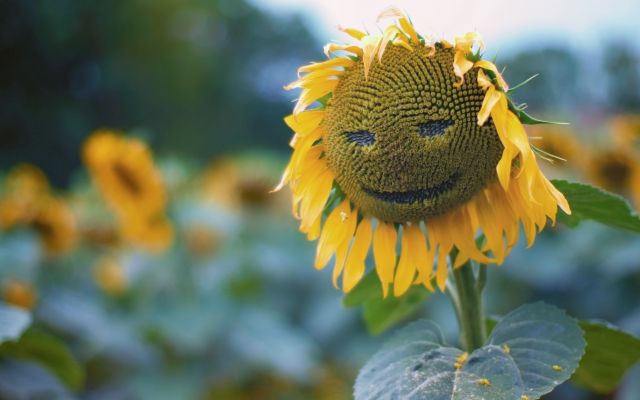 1920x1080 pix. Wallpaper sunflower, nature, leaves, closeup, plants, smiley, seeds