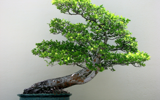 2000x1400 pix. Wallpaper bonsai, plants, trees, nature