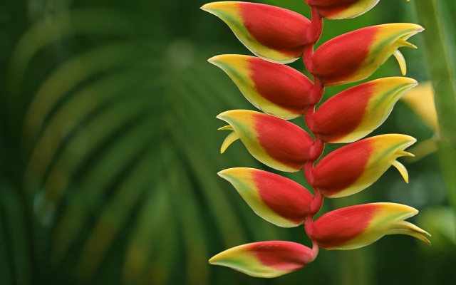 2048x1365 pix. Wallpaper heliconia, inflorescence, macro, flowers, nature