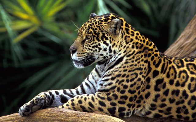 4096x2160 pix. Wallpaper brazil, rainforest, jaguar, animals