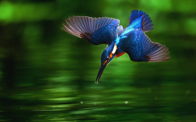 1920x1200 pix. Wallpaper hummingbird, water, blue hummingbird, macro, birds, animals