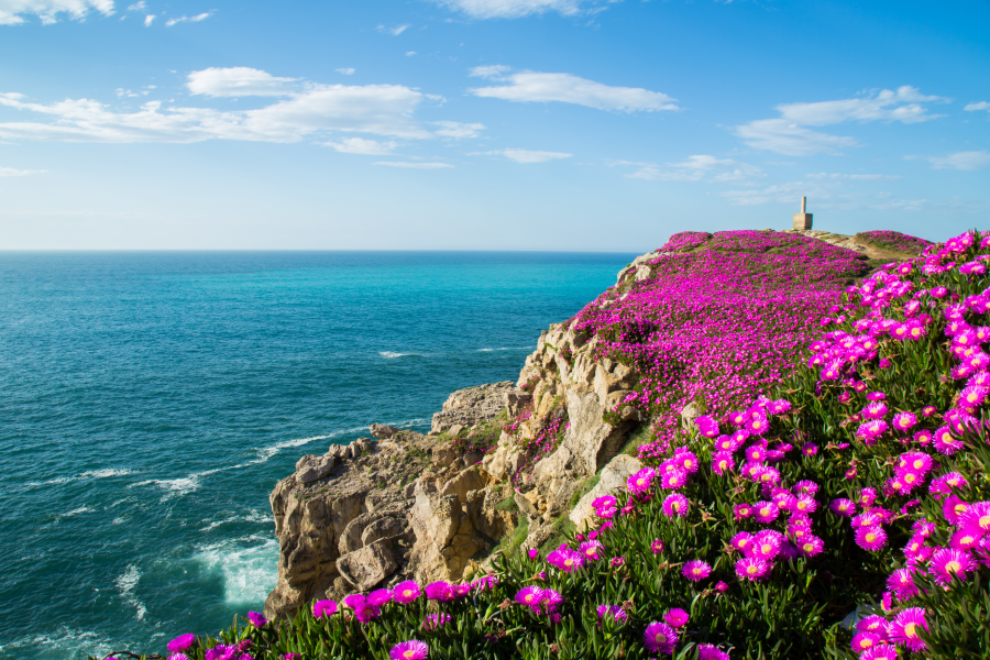 5346x3564 pix. Wallpaper cantabria, spain, flowers, bay of biscay, sea, cliff, rock