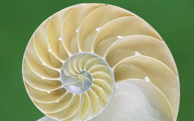 1920x1080 pix. Wallpaper shell, spiral, shell inside, macro, nature