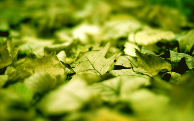1920x1200 pix. Wallpaper leaves, macro, green, sunlight, blurred, photography