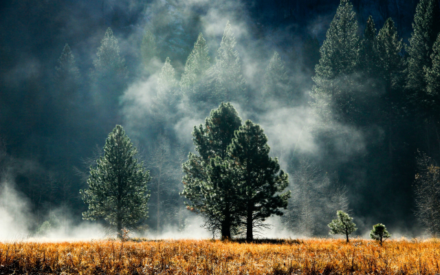 2560x1600 pix. Wallpaper mist, forest, sunlight, nature, landscape