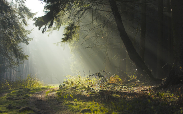1920x1200 pix. Wallpaper sunlight, path, spruce, forest, landscape