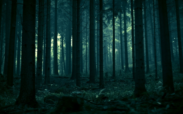 1920x1080 pix. Wallpaper forest, spruce, dead trees, landscape