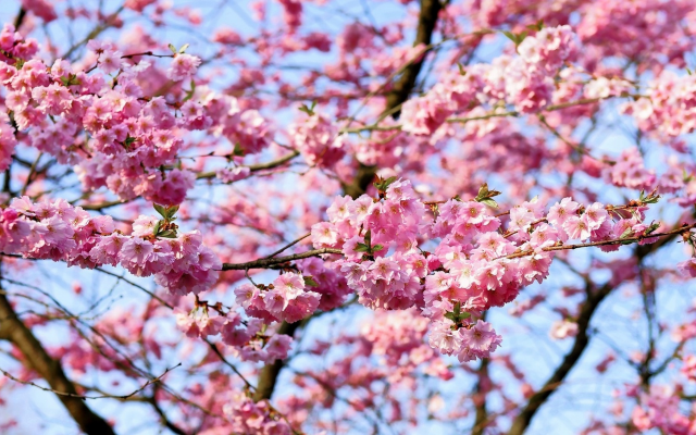 2225x1148 pix. Wallpaper cherry, blossoms, flowering, spring, flowers, nature