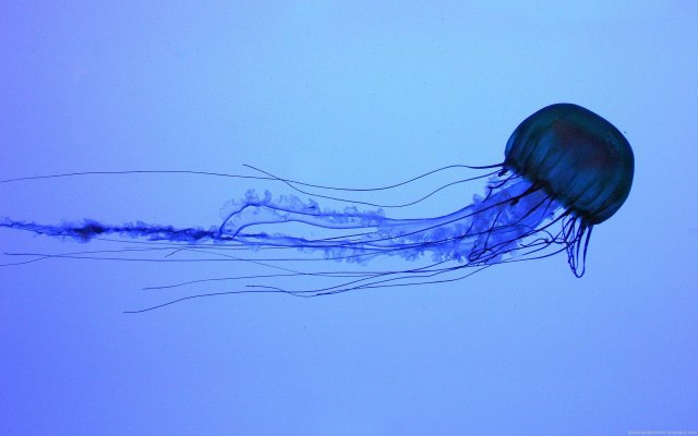 1920x1200 pix. Wallpaper jellyfish, water, animals, underwater