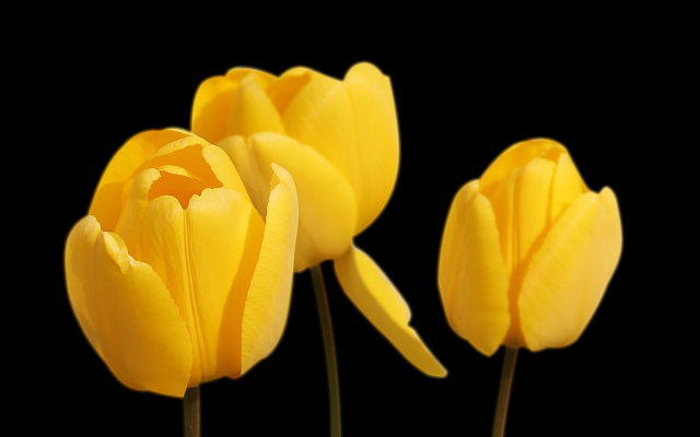 1920x1280 pix. Wallpaper yellow tulips, flowers, nature