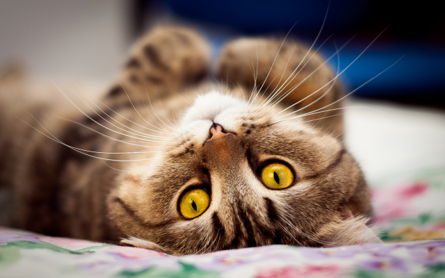 1920x1275 pix. Wallpaper cat, eyes, macro, cat laying on its back
