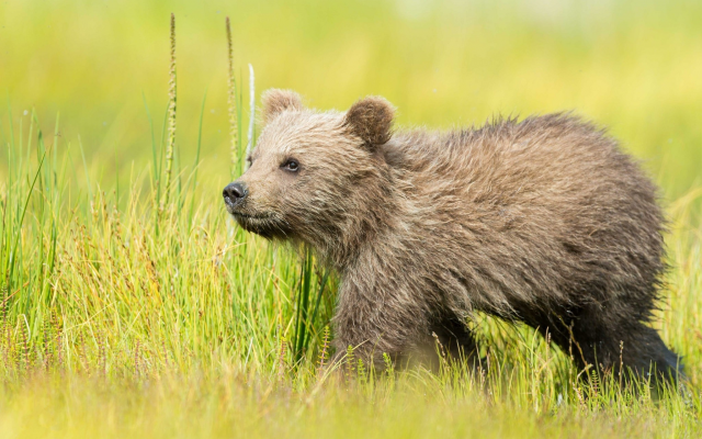 2048x1363 pix. Wallpaper brown bear cub, bear, grass, walking, animals