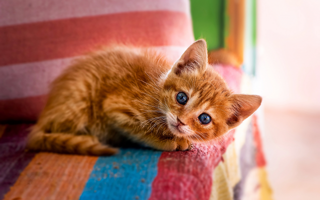 2048x1362 pix. Wallpaper cat, red kitten, blue eyes, animals, cute