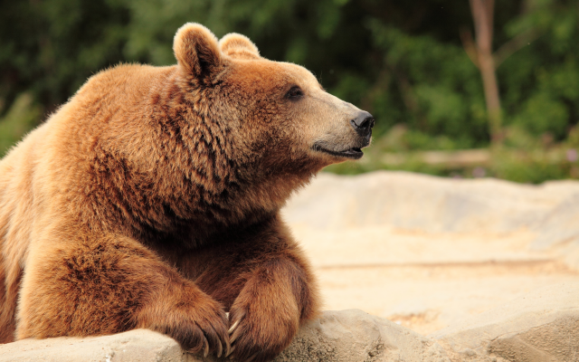 5616x3744 pix. Wallpaper brown bear, bear, muzzle, paws, animals, zoo