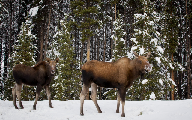 1920x1200 pix. Wallpaper elk, animals, forest, nature, winter, snow