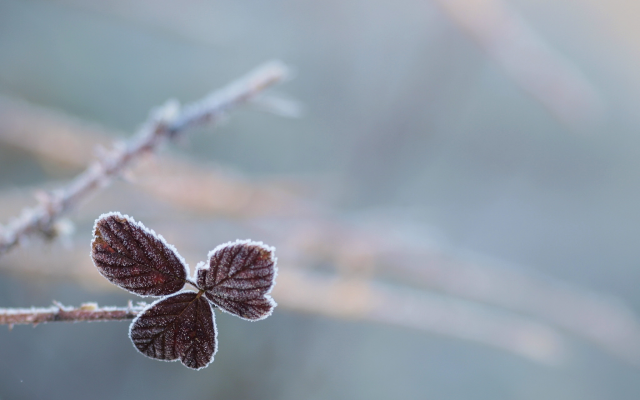 2048x1536 pix. Wallpaper leaf, frost, nature, leaves