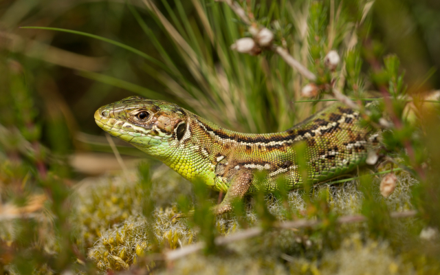 2560x1600 pix. Wallpaper lizard, grass, macro, animals, reptile, nature