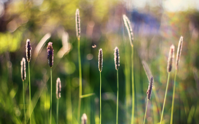 3769x2529 pix. Wallpaper grass, insects, spikes, bokeh, nature